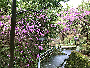 参道のヤマツツジ