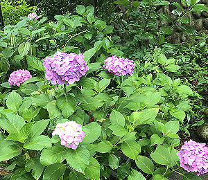 参道の紫陽花