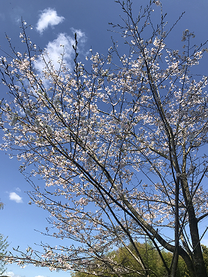 桜