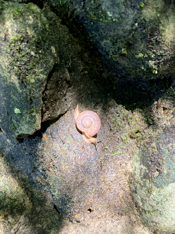 神無月のカタツムリ